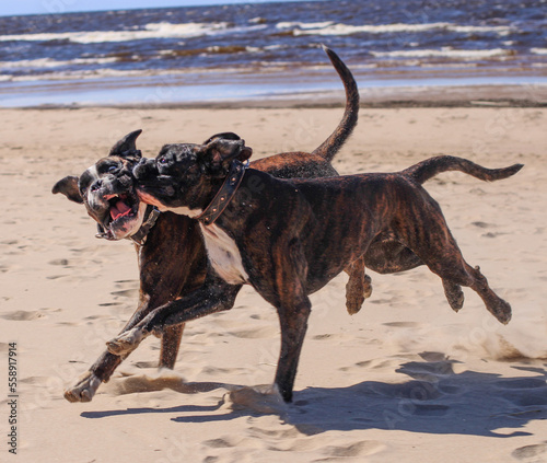 Two Boxer dogs are playing on the beach at Baltic sea