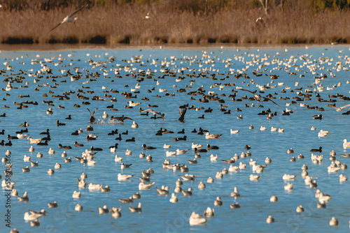 colonies of migratory birds on the lake of Realtor, in Provence
