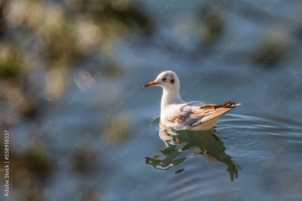 Obraz premium Little Gull on the lake of Realtor, in Provence