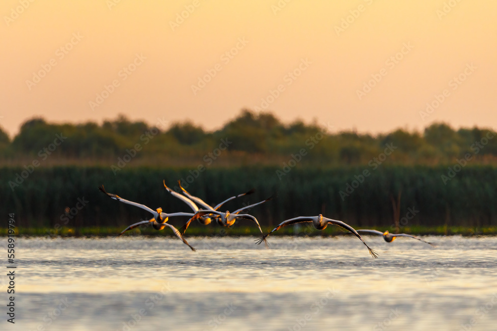 pelicans in the Danube Delta at sunrise in romania pelicans in the Danube Delta at sunrise in romania