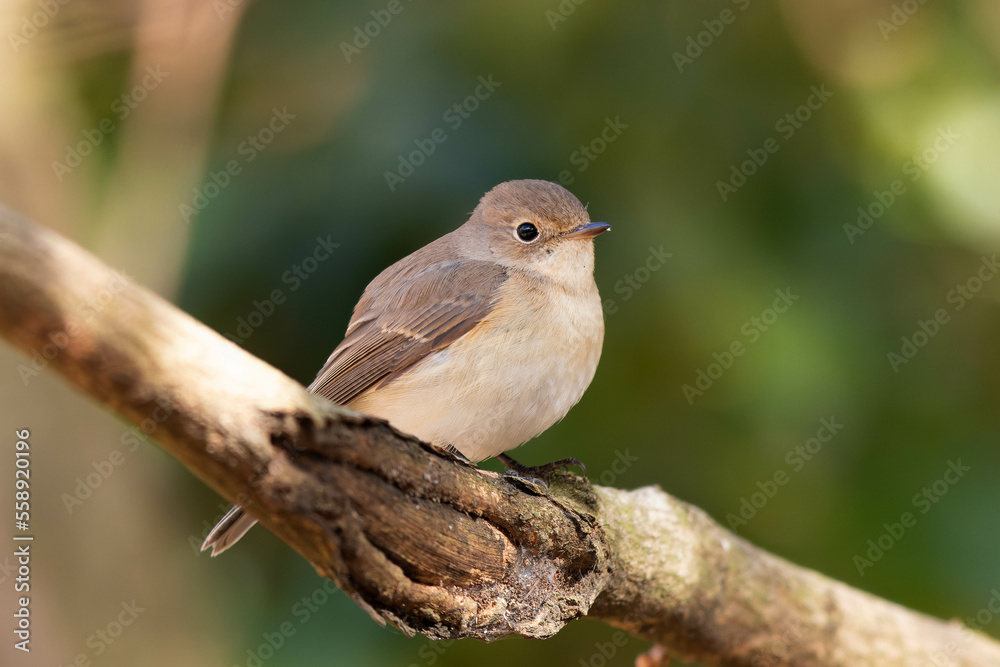 Obraz premium お腹がいっぱいになったニシオジロビタキ