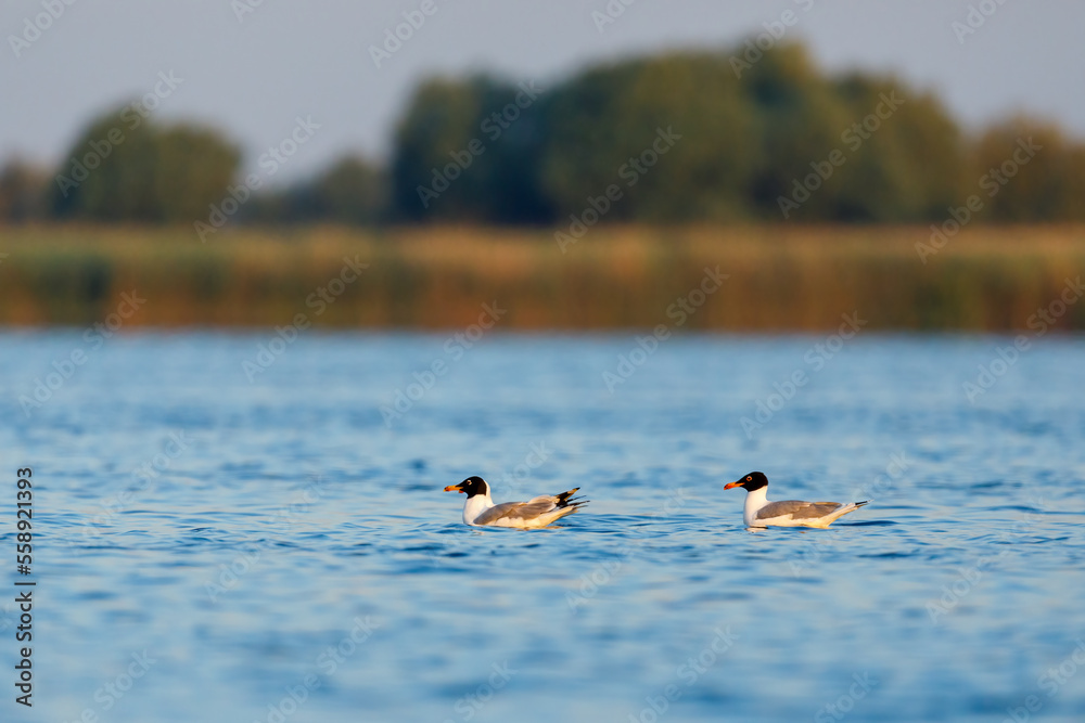 Black Headed Gulls in the Danube Delta Black Headed Gulls in the Danube Delta