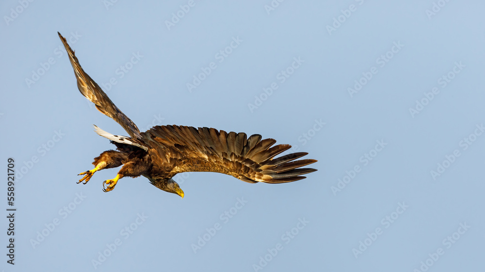 Fototapeta premium White tailed Sea Eagle in the Danube Delta