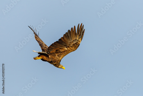 White tailed Sea Eagle in the Danube Delta