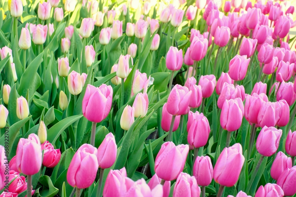 pink tulips in full blooming pink tulips in full blooming