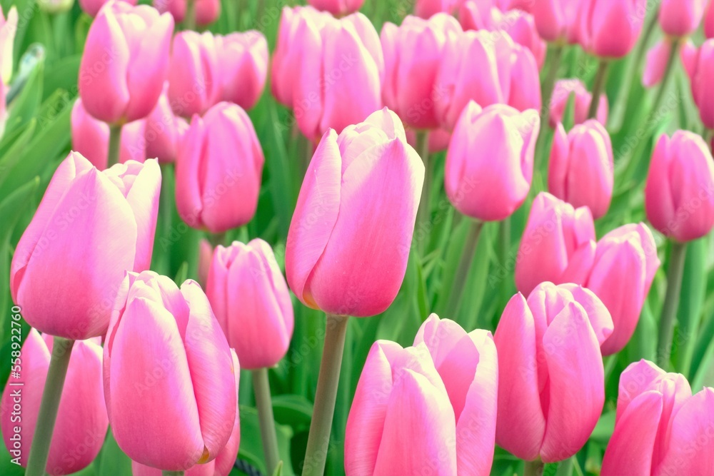 pink tulips in full blooming pink tulips in full blooming