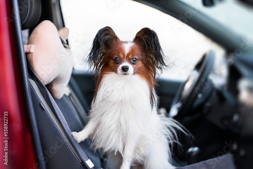 A small long-haired dog portrait in a car seat stands