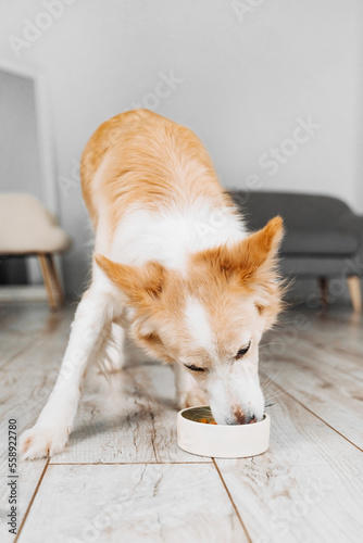 Fototapeta The border collie dog eating natural meat food