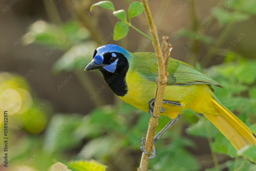 Fototapeta premium The green jay (Cyanocorax luxuosus) perched in a tree backlit by the sun.