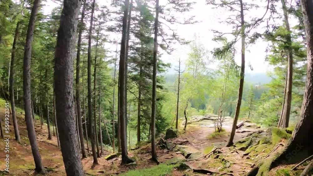 moving through the coniferous forest between the roots of trees. beautiful mountain view moving through the coniferous forest between the roots of trees. beautiful mountain view