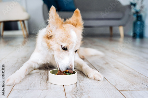 The border collie dog lies in the apartment and eats natural meat food. 