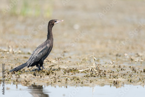 Little black cormorant Bird © Balaram Mahalder