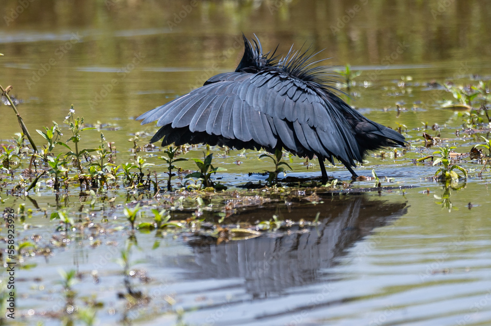 Egretta ardesiaca - Black Heron - Aigrette ardoisée Egretta ardesiaca - Black Heron - Aigrette ardoisée