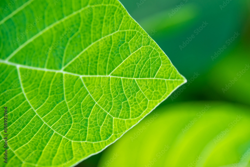 Bright green leaf background closeup. Fresh natural tropical plant texture macro. Nature pattern. Selective focus. Summer season wallpaper. Horizontal photo. Bright green leaf background closeup. Fresh natural tropical plant texture macro. Nature pattern. Selective focus. Summer season wallpaper. Horizontal photo.