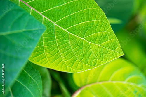 Bright green leaves background. Fresh natural tropical plant texture macro. Nature pattern. Selective focus. Summer season wallpaper. Horizontal photo.