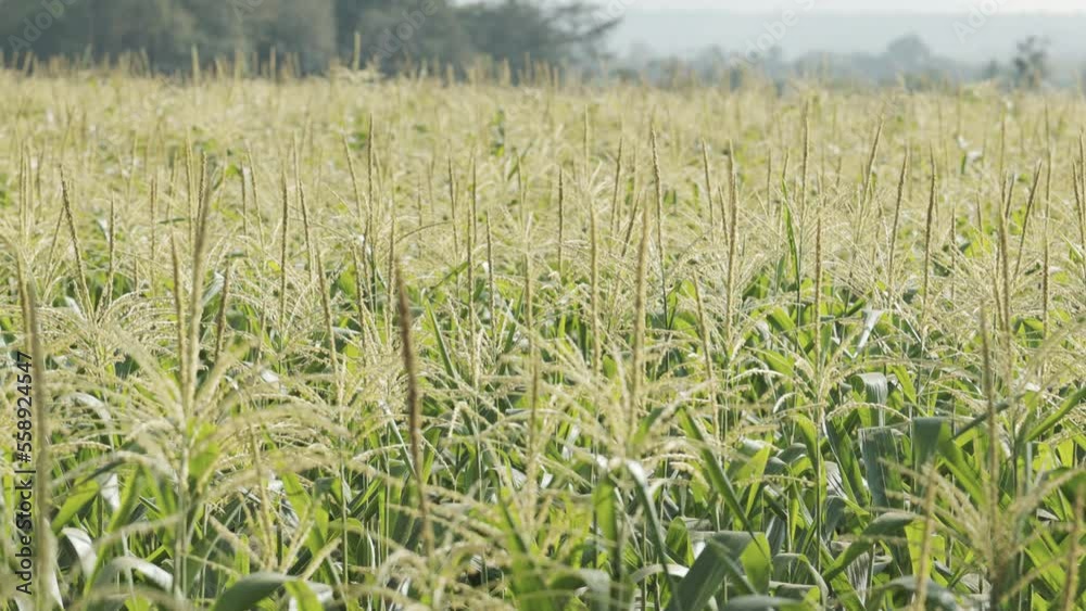 Beautiful corn field under sunshine in sunny day in summer time with clear blue sky shows concept of organic agriculture for growing vegetable and industrial plants in rural area for food supplying. Beautiful corn field under sunshine in sunny day in summer time with clear blue sky shows concept of organic agriculture for growing vegetable and industrial plants in rural area for food supplying.