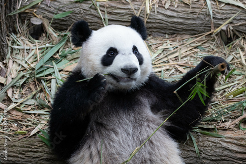 Fototapeta Naklejka Na Ścianę i Meble -  Close up Cute Panda in Singapore Zoo