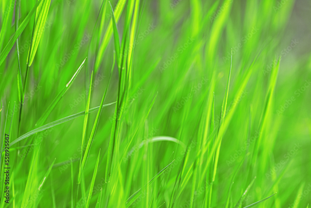 Fresh bright green grass in blur. Plants in the meadow. Spring Easter summer. Fresh bright green grass in blur. Plants in the meadow. Spring Easter summer.