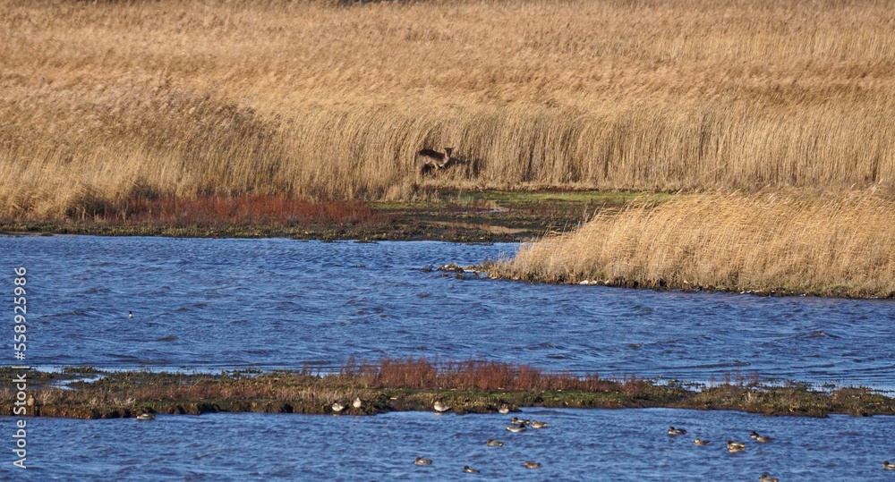 Damwild am Südstrandpolder