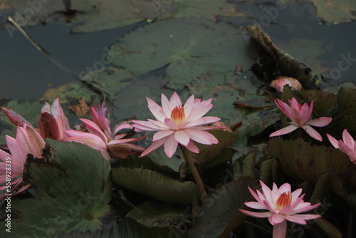 Tropical pink waterlily floating on pond water