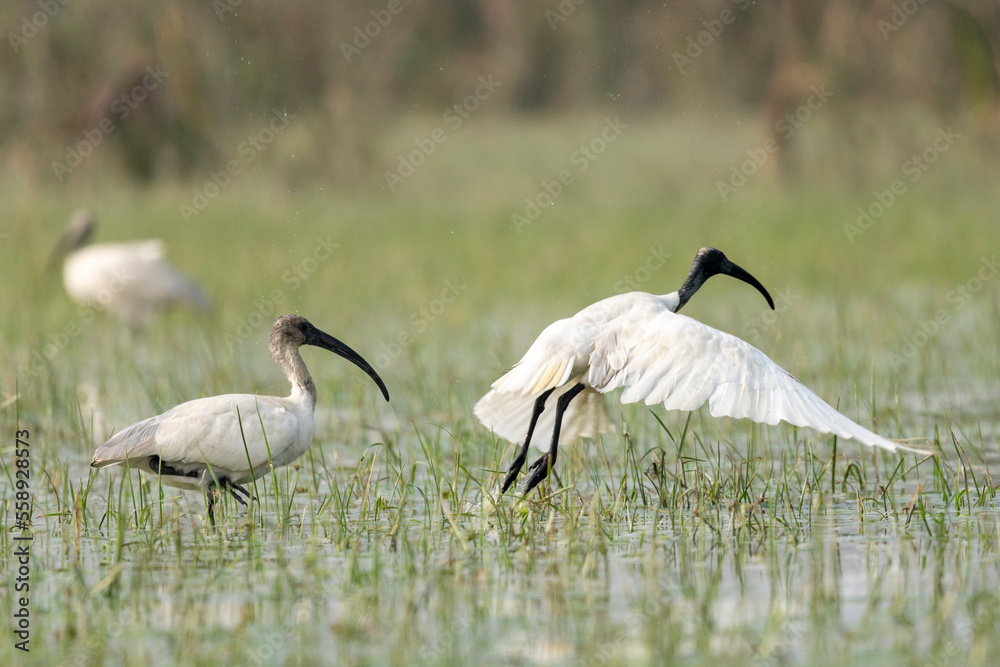 Obraz premium Black-headed ibis