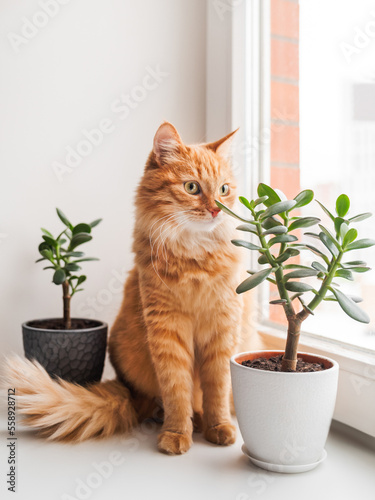 Curious ginger cat sits on window sill with two succulents while snow is falling outside. Comfort at home with fluffy pet and house plants at cold season.