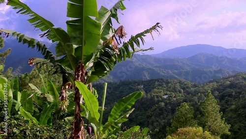 The Blue Mountains in Jamaica, Caribbean, Middle America