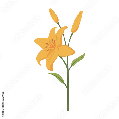 Lily flower with blossoms isolated