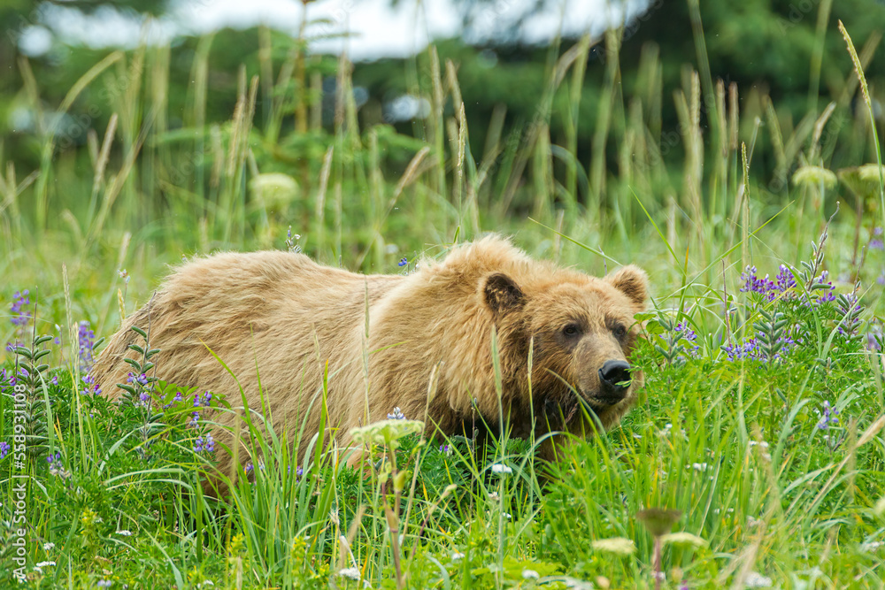 Coastal Brown Bear, Grizzly Bear taken in Lake Clark Alaska Coastal Brown Bear, Grizzly Bear taken in Lake Clark Alaska