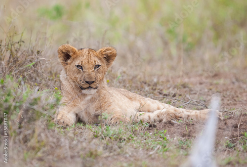 There is a very tight bond between lioness and her cubs in Africa.