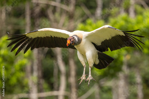 King Vulture landing flight