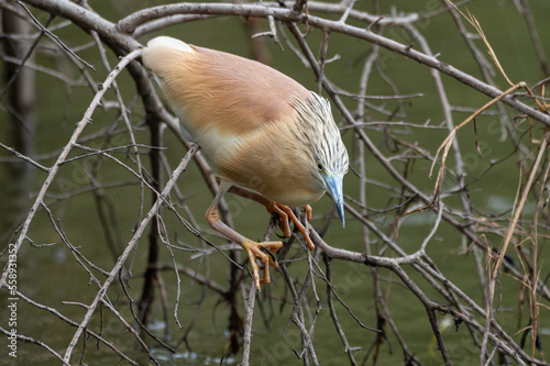 Crabier chevelu - Ardeola ralloides - Squacco Heron photo