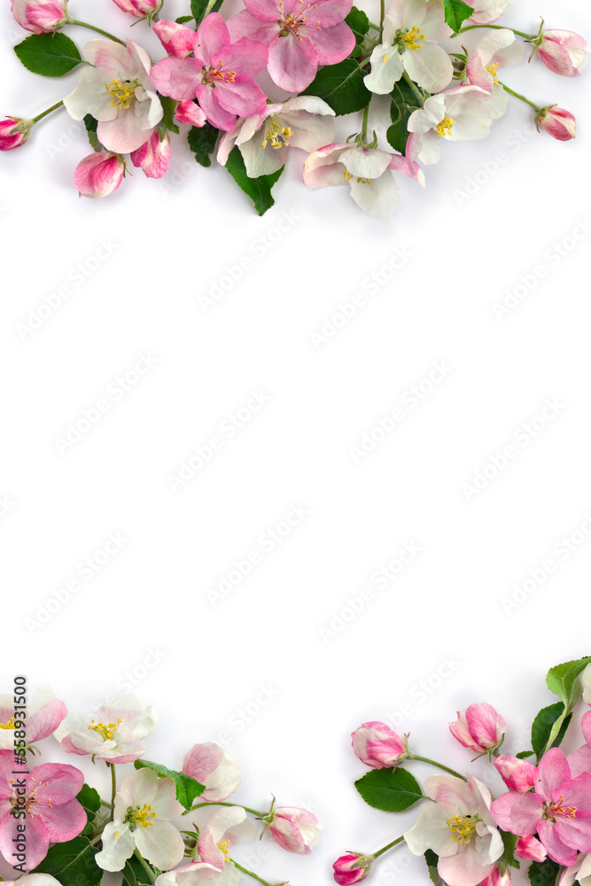 Flowers apple tree, pink and white blossom on a white background with space for text. Top view, flat lay