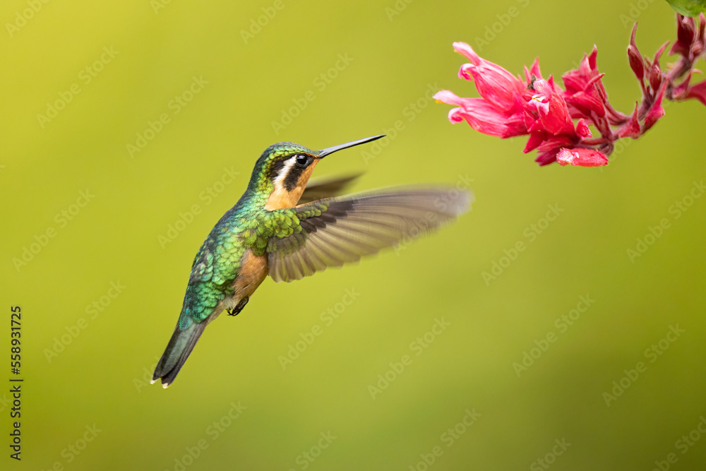 Fototapeta premium Purple-throated Mountain-gem female taken in central Costa Rica