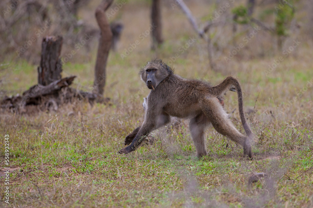 Baboon (Papio ursinus) is a common species living in the African forests Baboon (Papio ursinus) is a common species living in the African forests