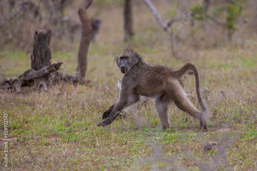 Baboon (Papio ursinus) is a common species living in the African forests