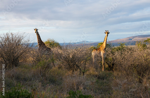 uMkhuze Game Reserve. The Mkuze Game Reserve covers an area of 40,000 hectares in the north of South Africa. There is an incredible safari in the reserve. One of the unique ones is the giraffes. © selim