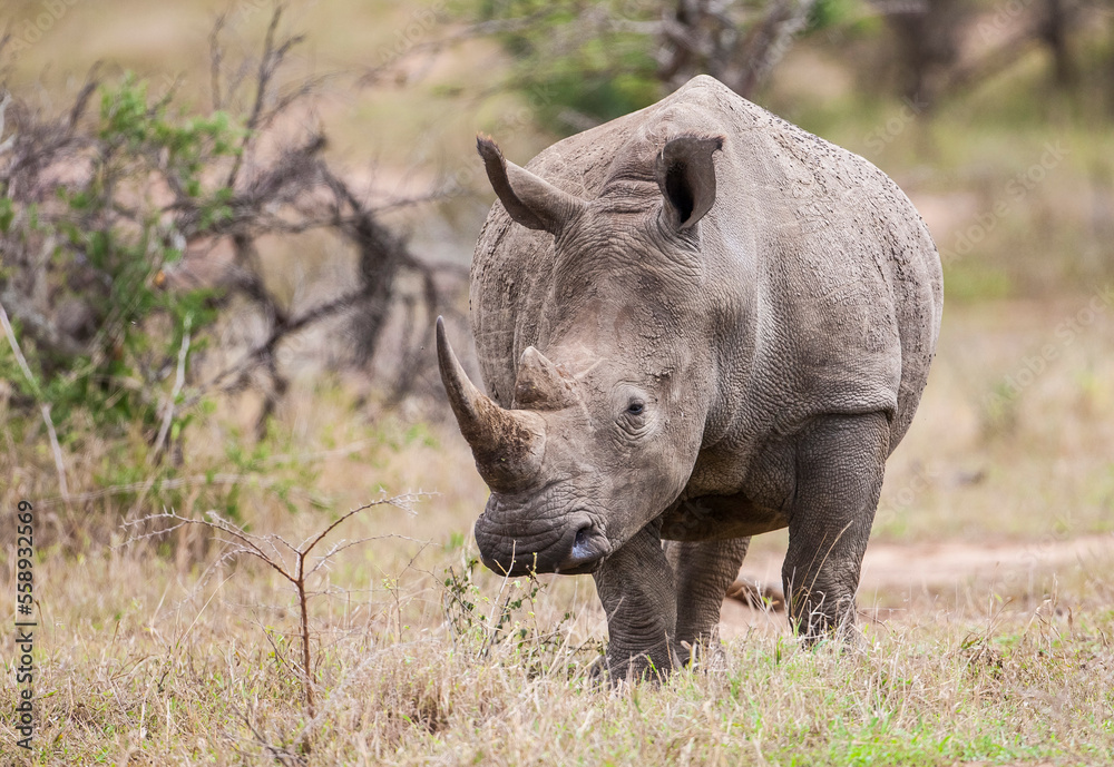 Obraz premium White rhinos (Ceratotherium simum) can be very dangerous when they have puppies with them