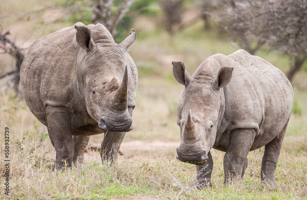 White rhinos (Ceratotherium simum) can be very dangerous when they have puppies with them White rhinos (Ceratotherium simum) can be very dangerous when they have puppies with them