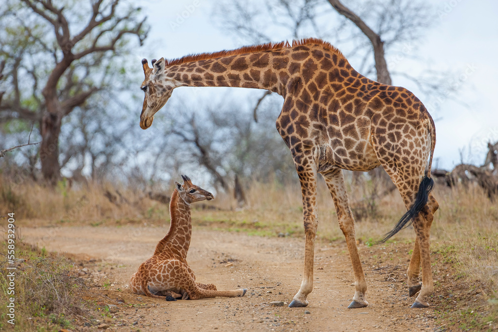 Obraz premium Giraffes, which are an important part of the safari in Africa, are also important for lions and leopards. because ther are eat giraffes. 