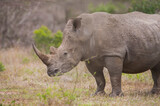 Numerous white rhinos live in the Hluhluwe - Impolozi National Park in South Africa and are world-renowned for this.