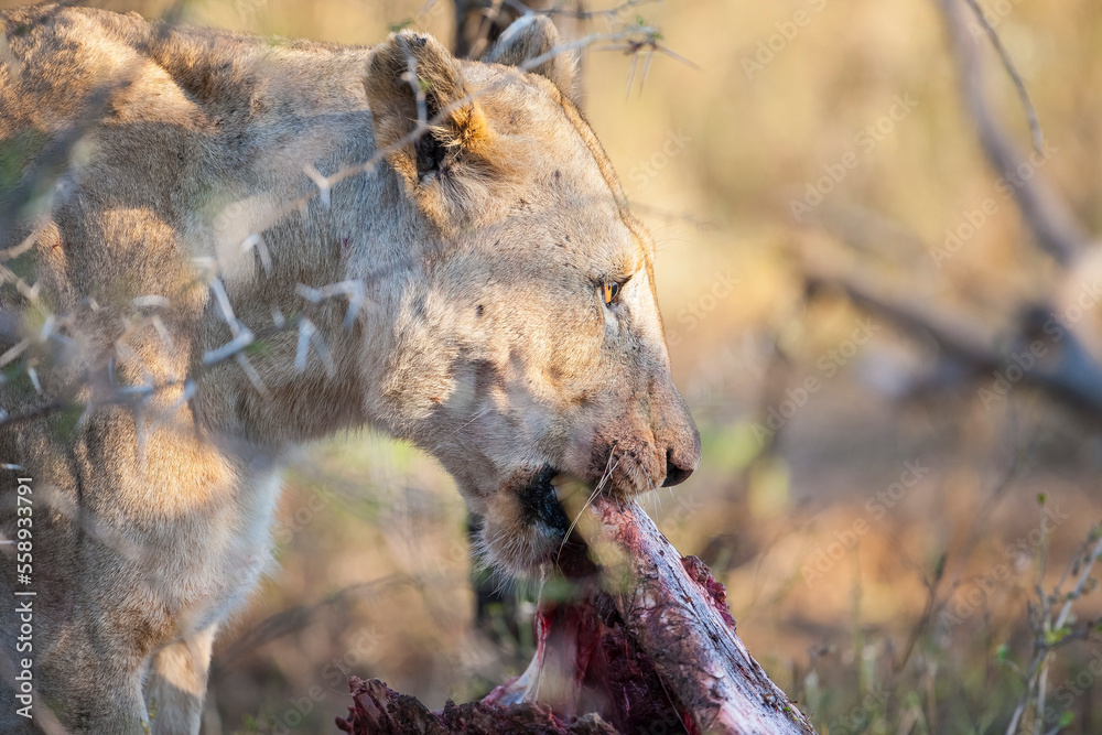 Fototapeta premium Lions are one of the most important hunters of wild Africa and they are living in groups
