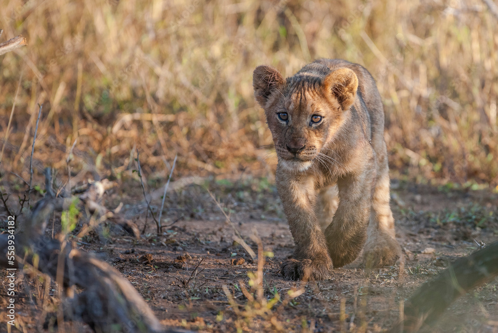 Fototapeta premium The cubs of lions, which are considered to be the wildest animals of the African continent, are very cute.
