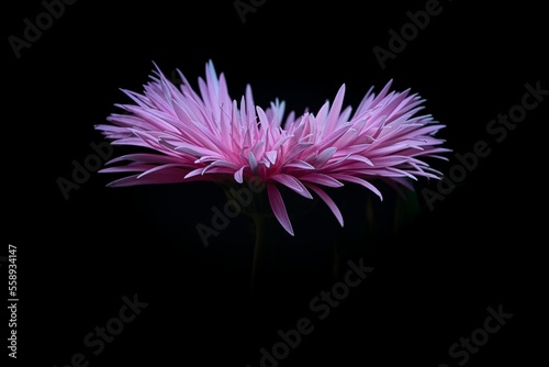 beautiful purple flower on a black background