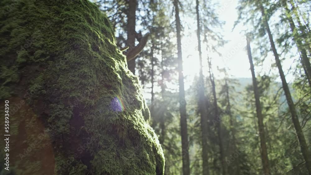 Forest landscape: moss on a tree and sun rays in the camera. Morning in the forest. Silence in nature. High quality 4k footage Forest landscape: moss on a tree and sun rays in the camera. Morning in the forest. Silence in nature. High quality 4k footage