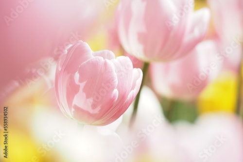 淡いピンクのチューリップ