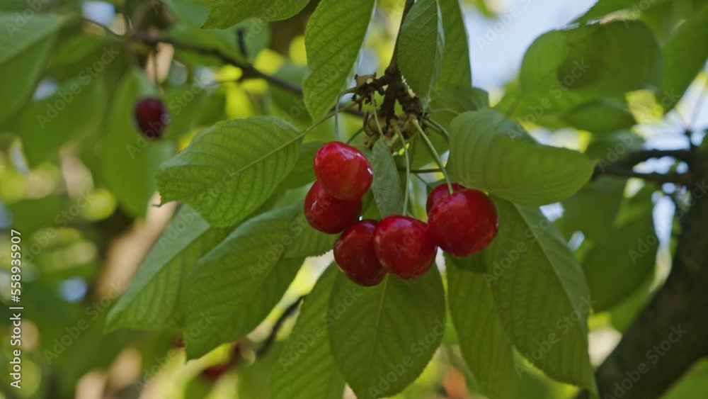 Beautiful shiny berries are hanging on a branch. Cherries hanging on a tree branch. Sunny summer day and green garden Beautiful shiny berries are hanging on a branch. Cherries hanging on a tree branch. Sunny summer day and green garden