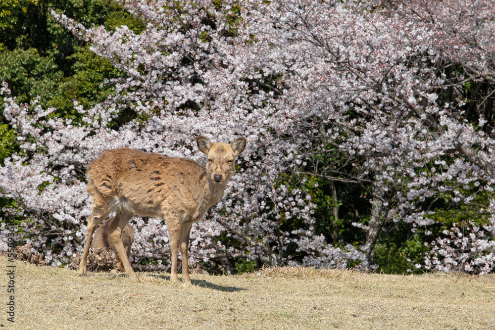 Fototapeta premium 鹿と桜