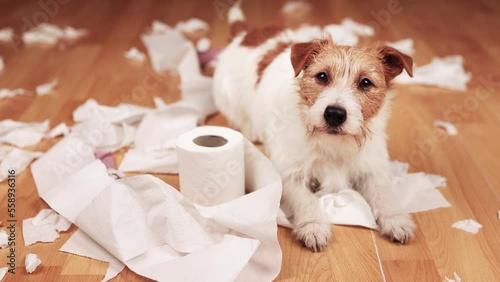 Funny, active naughty pet dog after biting, chewing a toilet paper at home. Dog mischief, disobedient puppy training concept.