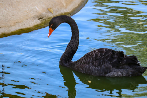 Black Swan is Swimming in the Lake in Winter Time photo